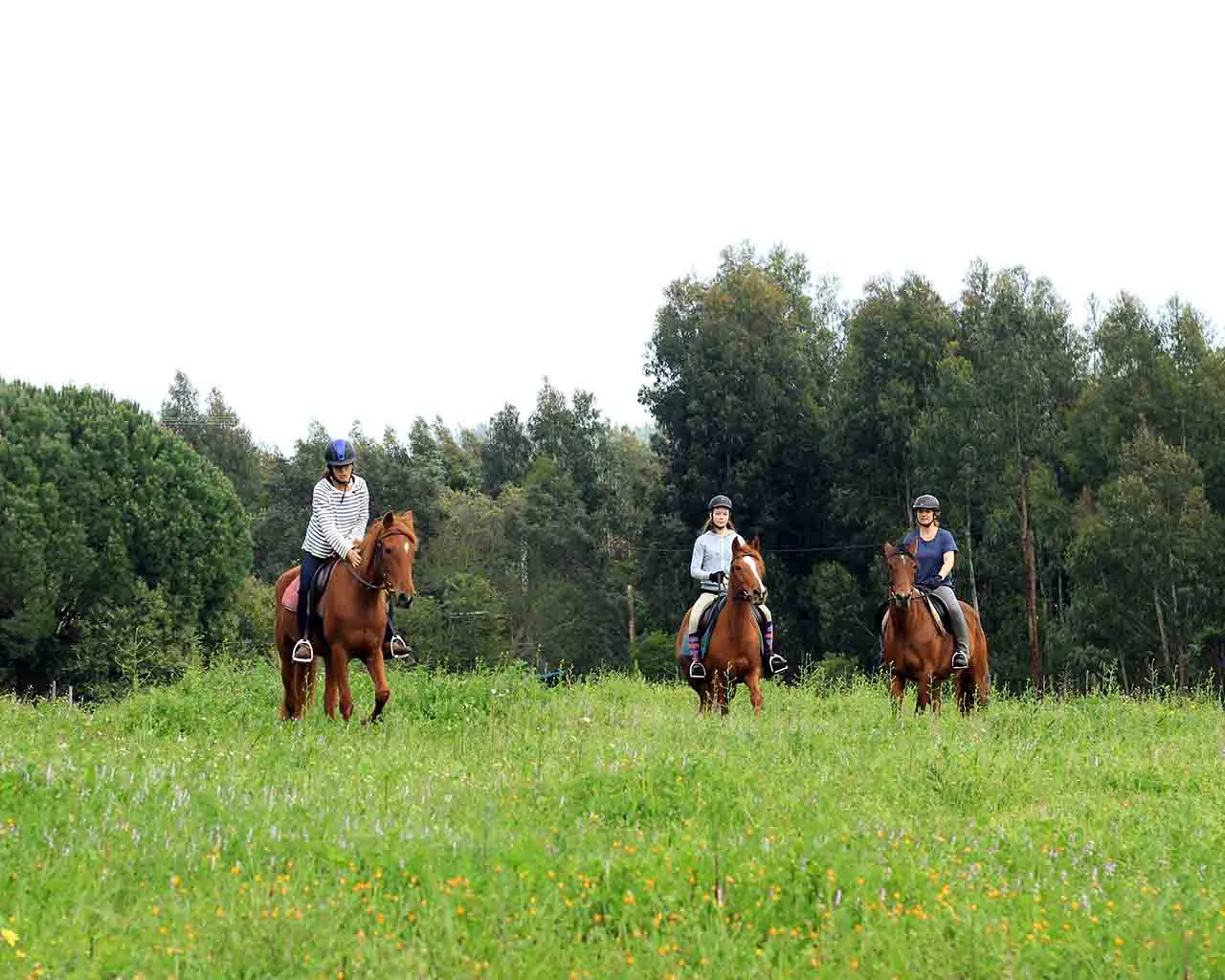 Beginner lesson in the arena — Photo 2 of 2