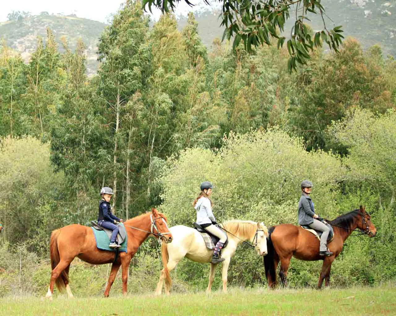 Horseback ride — Photo 2 of 2