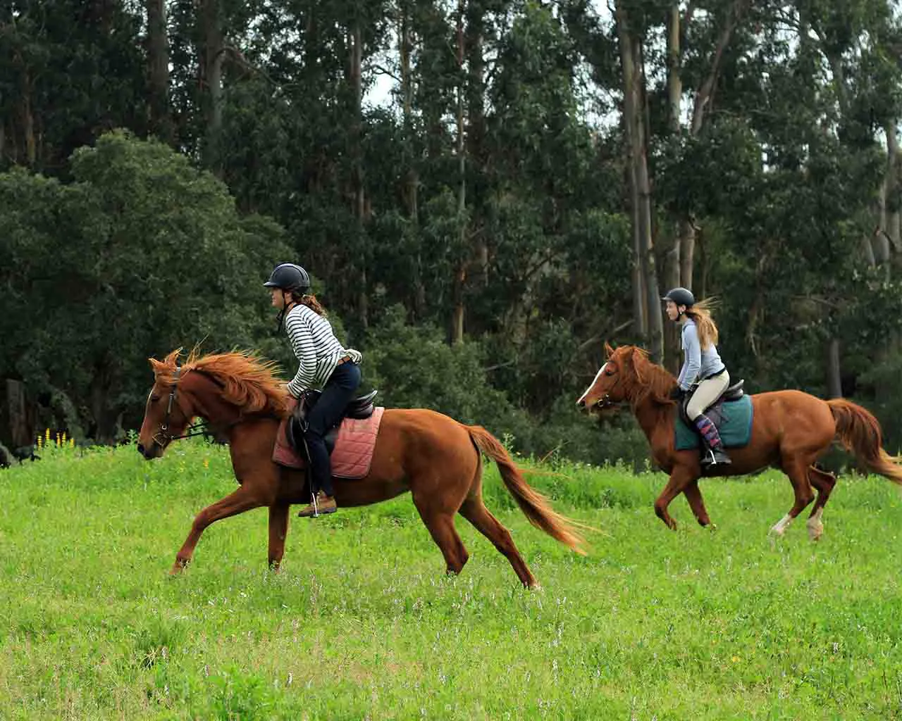 Guided ride on a lead rope — Photo 2 of 2